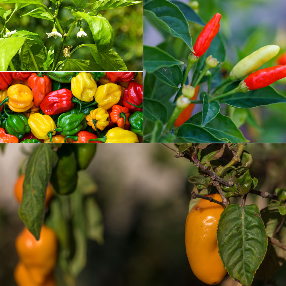 Photo 1 : Les fleurs de piment - © Thijs de Graaf / 2 : Piment chaguanas - Capsicum chinense - © Ivan Kmit stock.adobe.com / 3 : Le fameux tabasco - © Blubird / 4 : Le piment chilien manzano - Capsicum pubescens - © Nailotl - stock.adobe.com