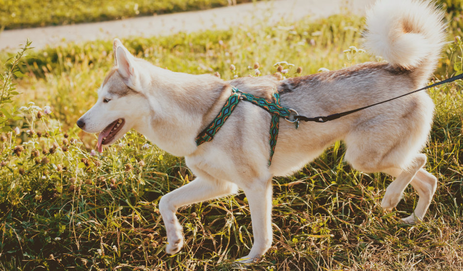 Le husky est un chien sportif