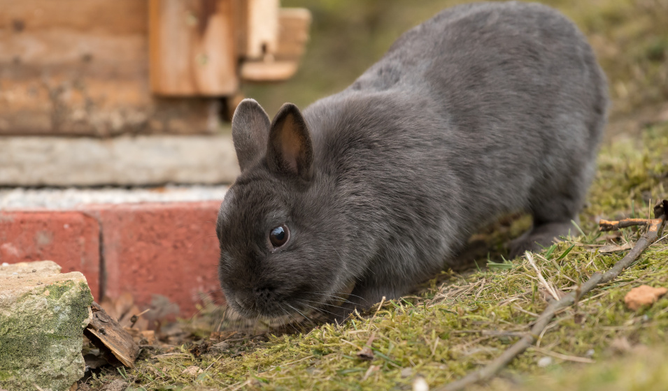 Le lapin nain a besoin d'un emplacement adapté dans le jardin 