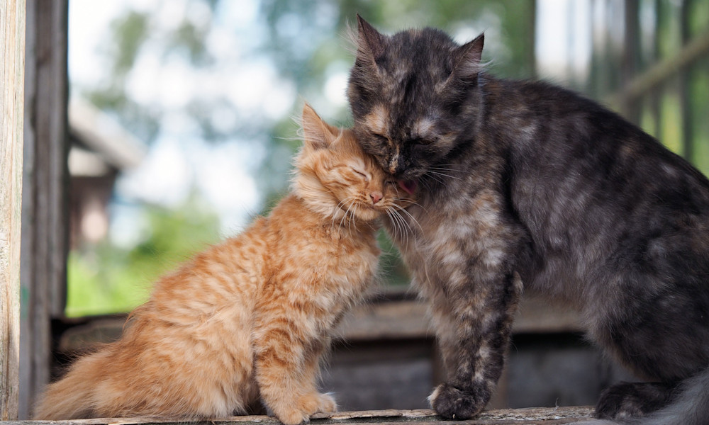 Le nom : essentiel au bien être du nouveau membre de la famille que vous accueillez 