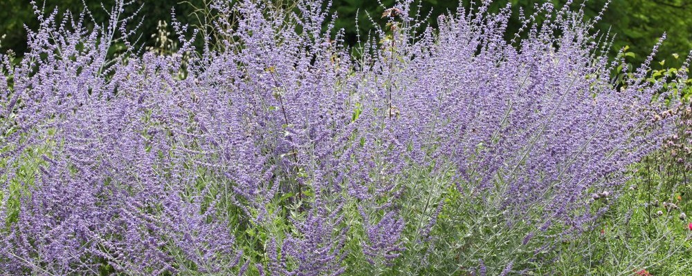 Le pérovskia