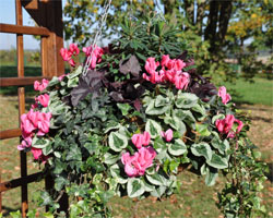 Composition de Cyclamen à Courson