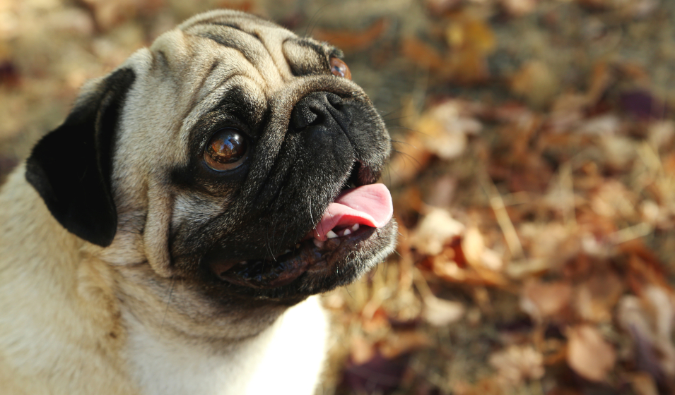 chien