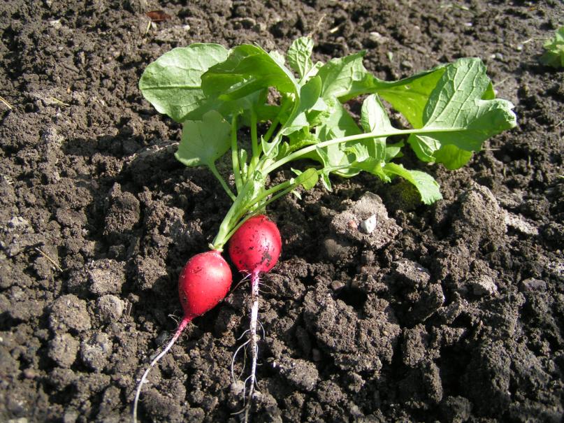 Semer et cultiver le radis noir