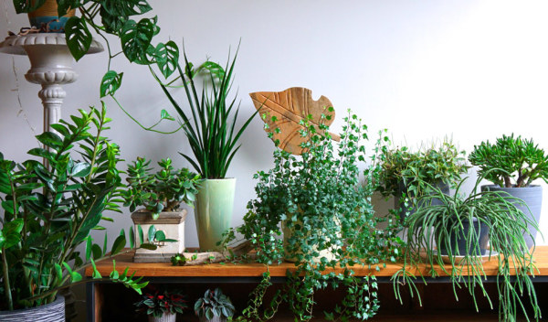 Plantes d'intérieur, que faire en été ? - Elle Décoration