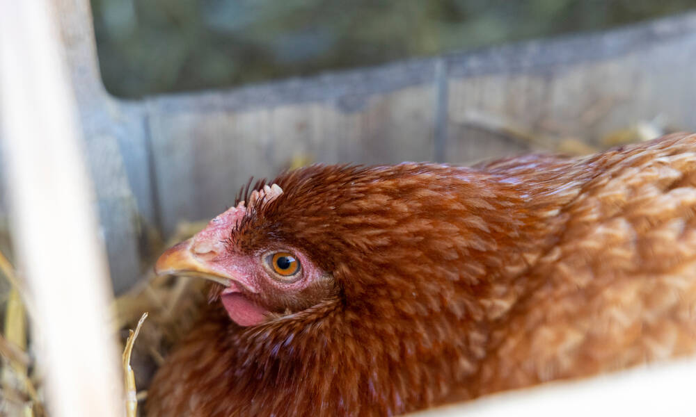 Une poule qui couve est toute entière à sa tâche pour garder ses œufs bien au chaud et à l’abri