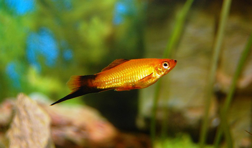 Les poissons rouges - Jardiland