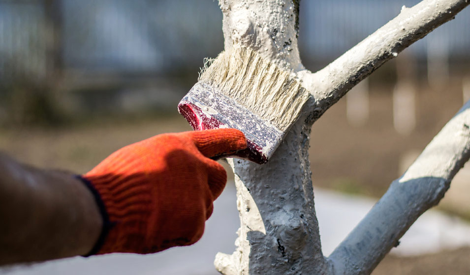Le traitement hivernal des arbres fruitiers