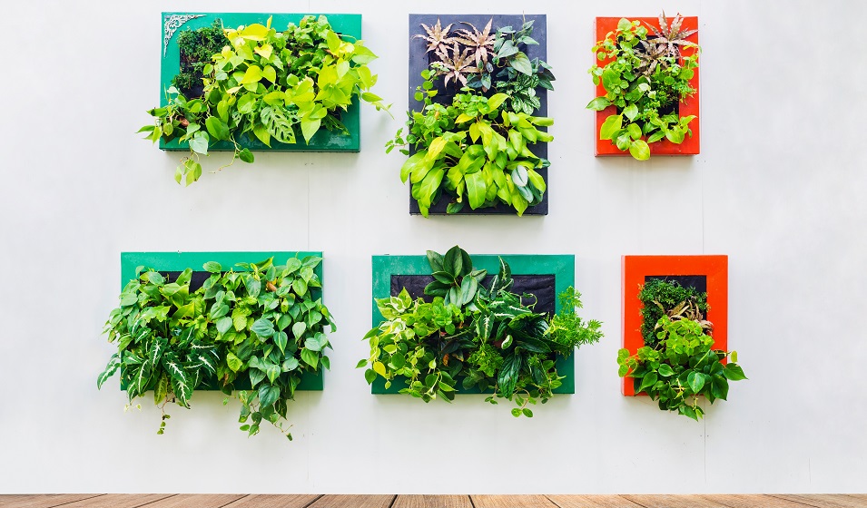 DIY : Fabriquer un cadre végétal avec des plantes grasses