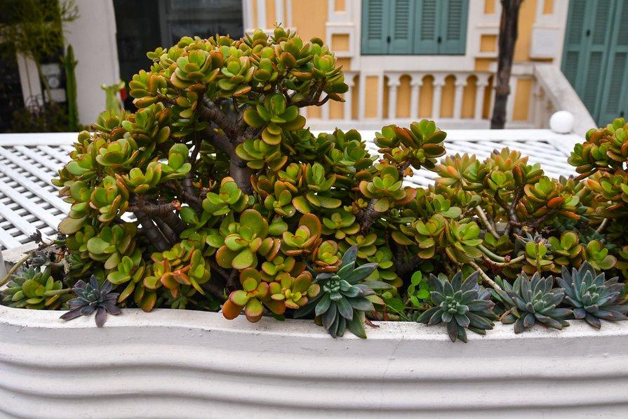 Fleurir son balcon sans avoir aucun entretien à faire avec les succulentes