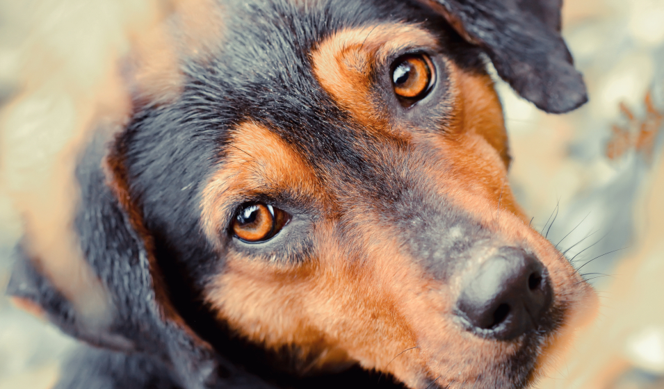 chien