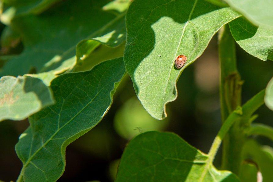 Utiliser des auxiliaires pour lutter contre les parasites des aubergines