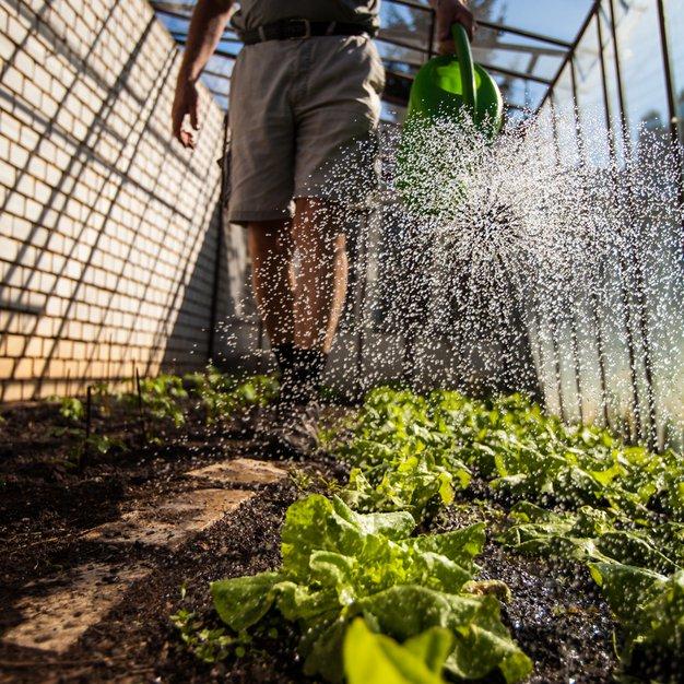 Des arrosages excessifs peuvent affaiblir un plant de tomate - ©lightpoet- stock.adobe.com