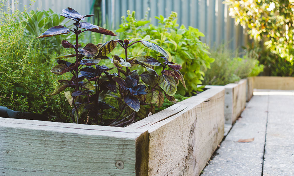 L'arrosage d'un carré potager est plus simple à rendre autonome (oya à enterrer, cône d'arrosage) car le volume de terre est limité.