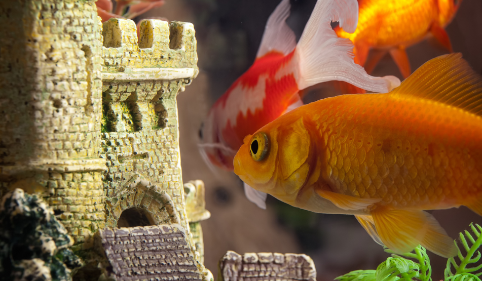 acuario aventura