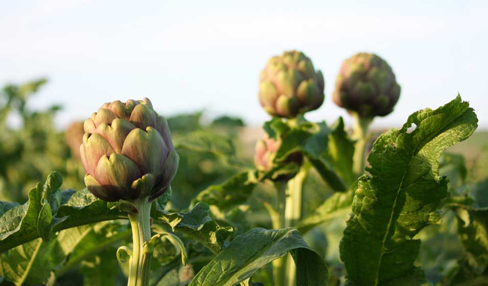Les légumes du potager : artichauts