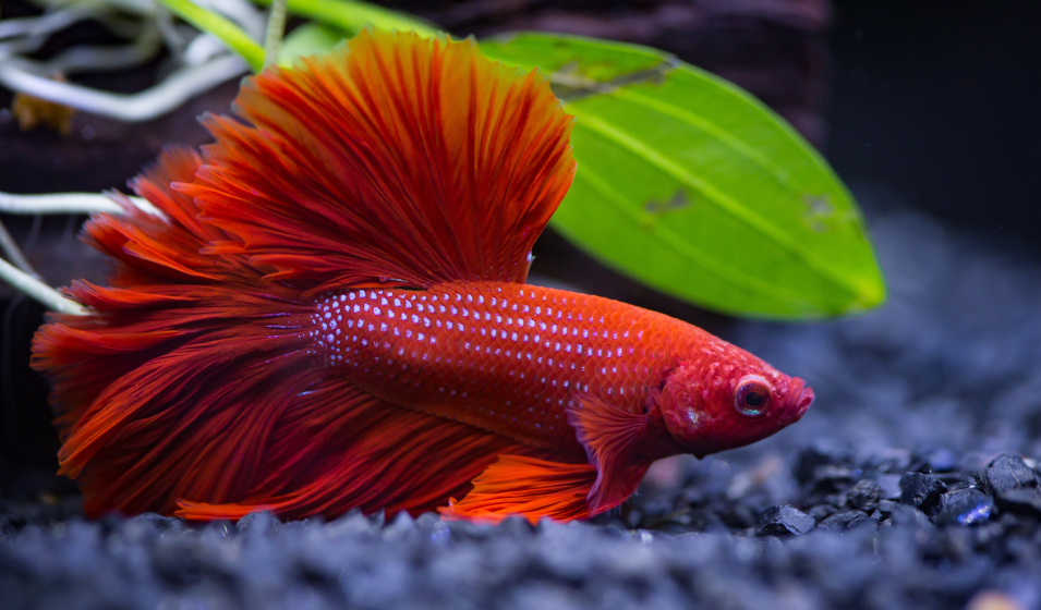 poisson