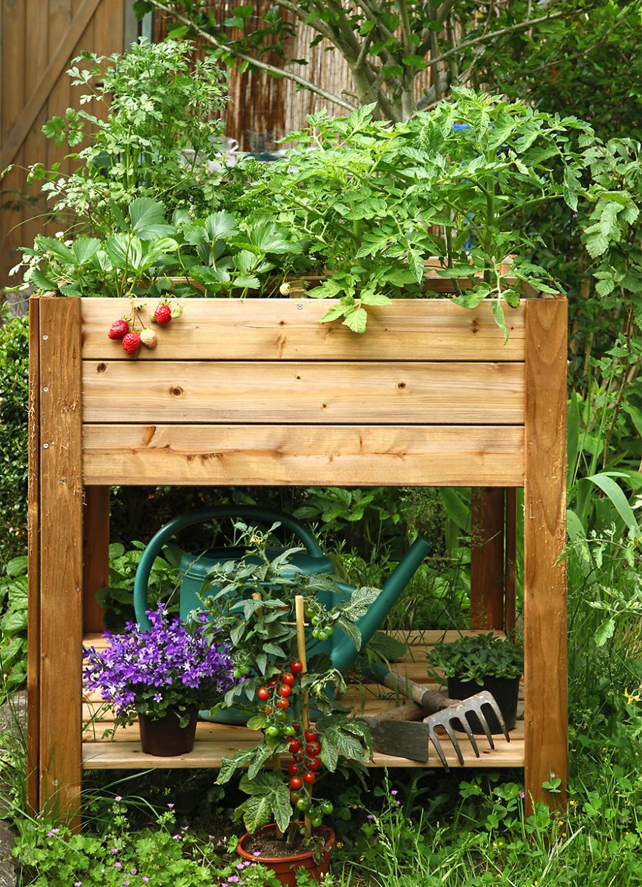 Tout savoir sur le persil - Jardinet - Équipez votre jardin au