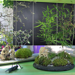 Le Kokedama un art japonais délicat