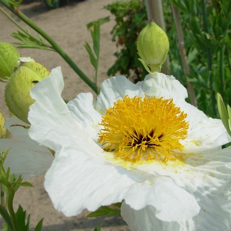 Romneya coulteri
