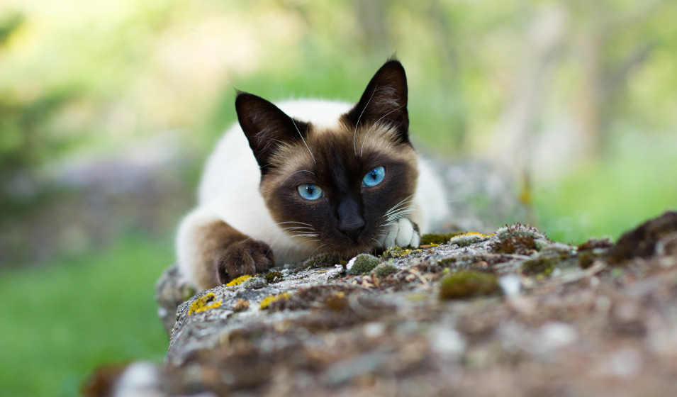 miaulement chat 6