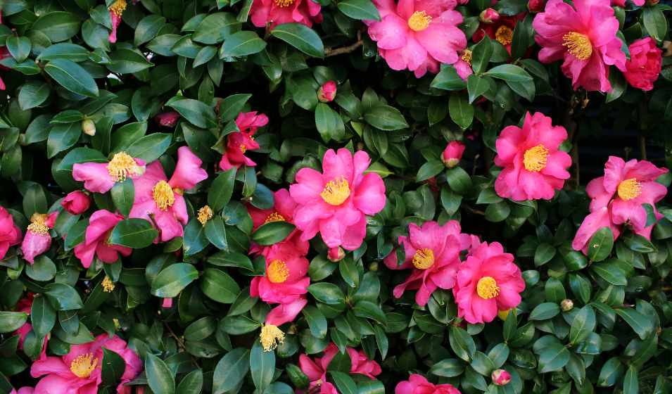 Warum Gibt Es Keine Camelia Binden Mehr