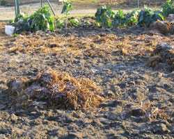 Recouvrez la terre nue d'un épais matelas de compost