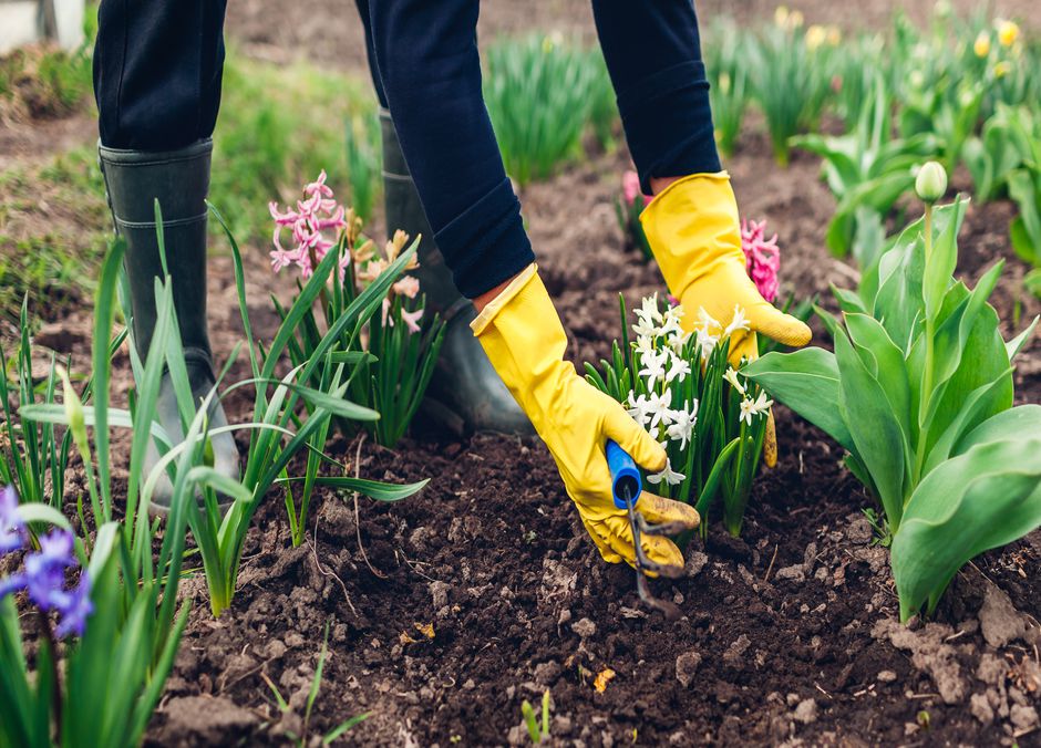 Pour des plantes épanouies et un beau massif, planter ni trop serré ni trop distant 