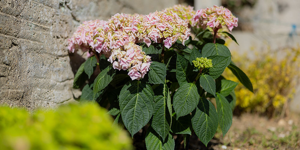 Concentrer feuilles et fleurs sur un pied court pour une belle forme