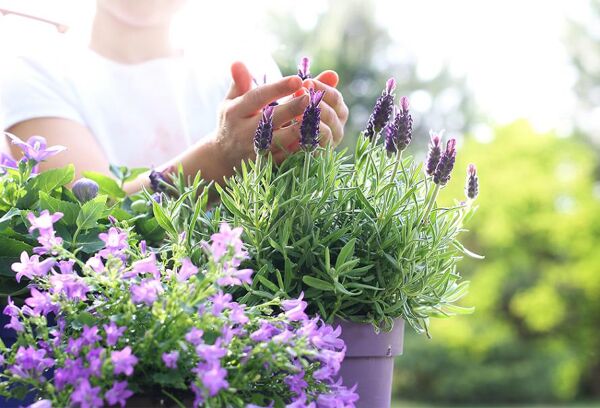Grands bacs à plantes, pots de fleurs et jardinières pour votre