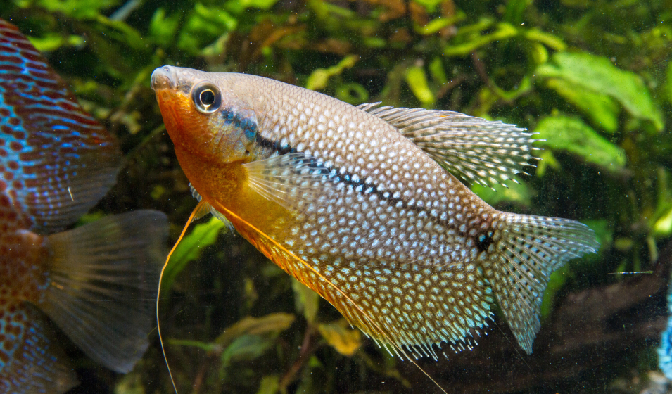 Quels poissons choisir pour un aquarium d'eau chaude ? - Jardiland