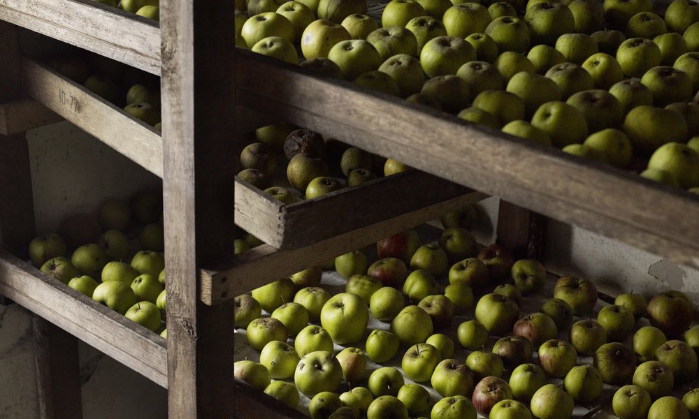 Réparties sur des clayettes en cave, les pommes se conserveront jusqu'au printemps