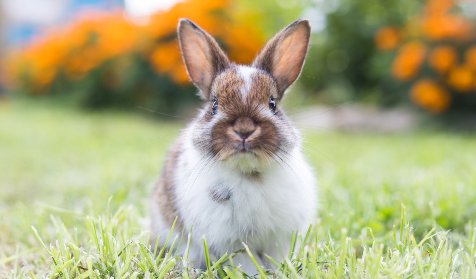 Un lapin blanc et marron assis dans l'herbe regarde l'objectif 
