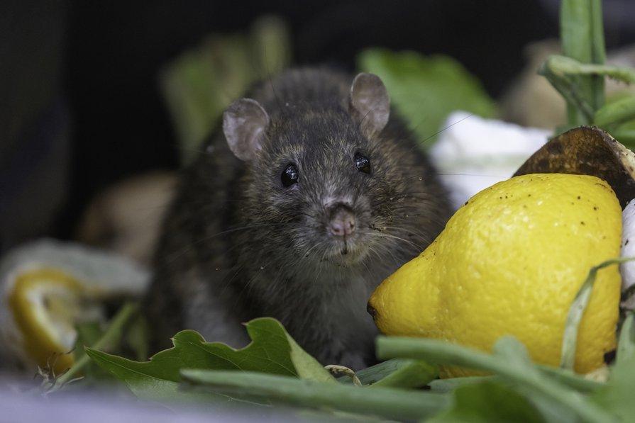Anti rats et souris grains céréales pour maison et lieux secs