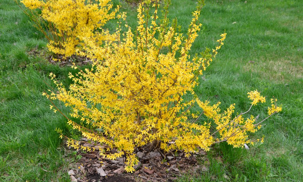 Cette haie de forsythias sera taillée après la floraison, en supprimant les vieilles tiges 