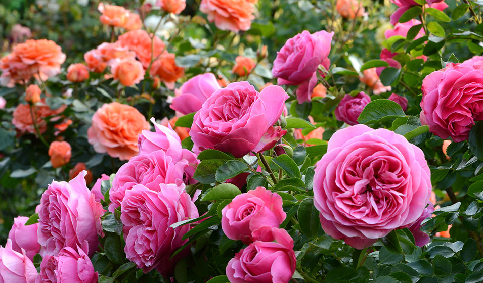 Quelle variété de rosiers choisir ?