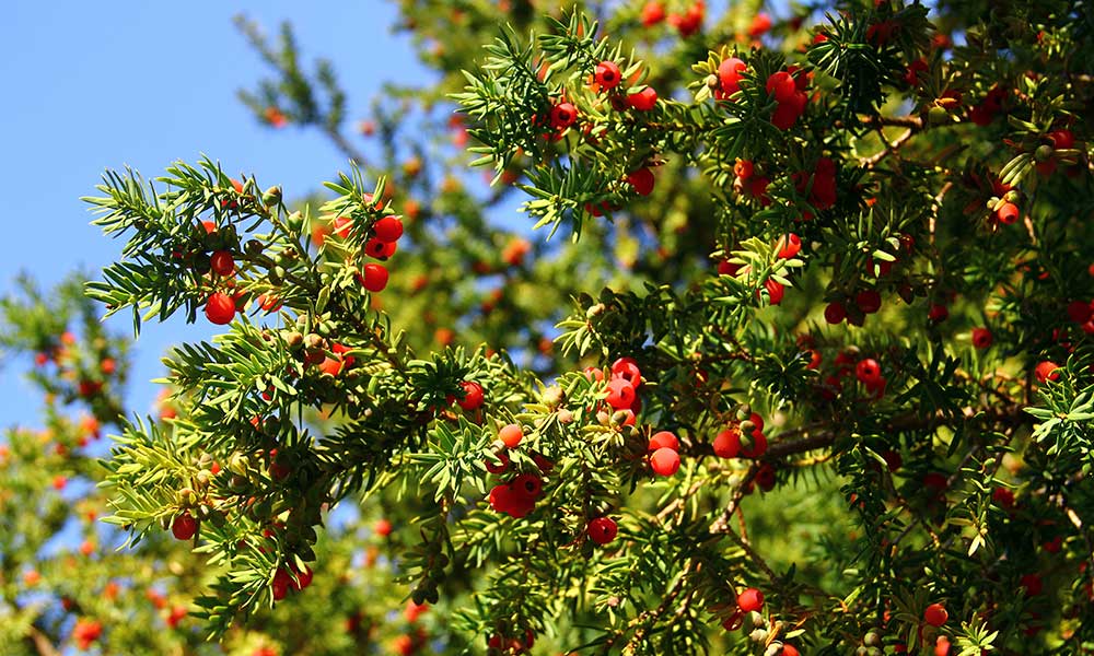 La star des jardins anglais !