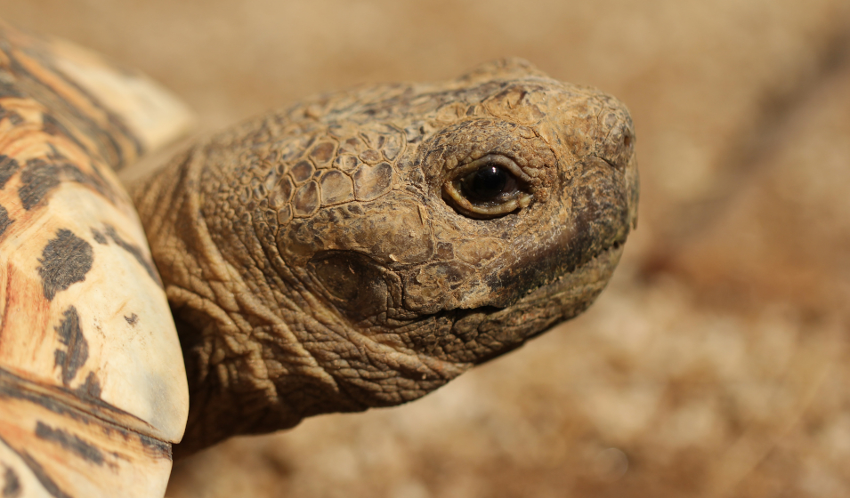 5 choses que vous ne soupçonniez pas sur la tortue de terre - Depuis mon  hamac