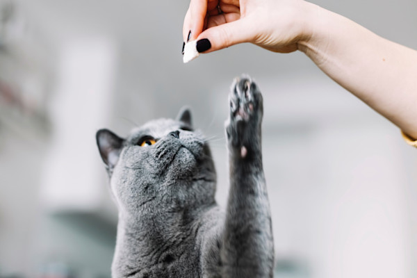 Il est facile de savoir combien de friandises pour chat donner par jour !