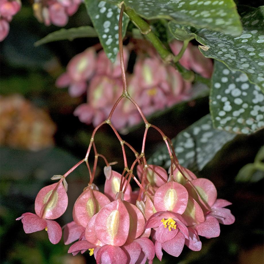 Bégonia Bambou