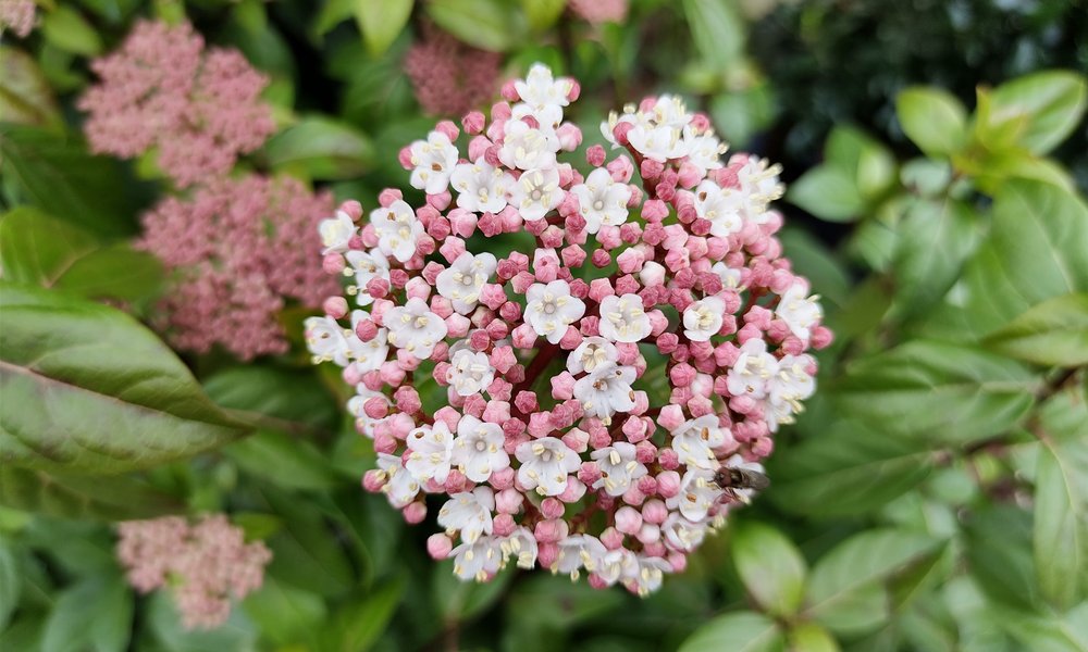 Le laurier-tin fleurit en hiver, c'est pourquoi il faut attendre le printemps pour le tailler