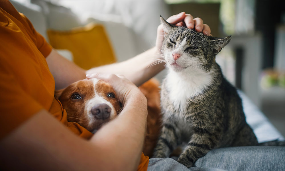 Pourquoi accueillir un chien ou un chat âgé est une bonne idée ?