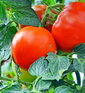 Tomate Marmande
