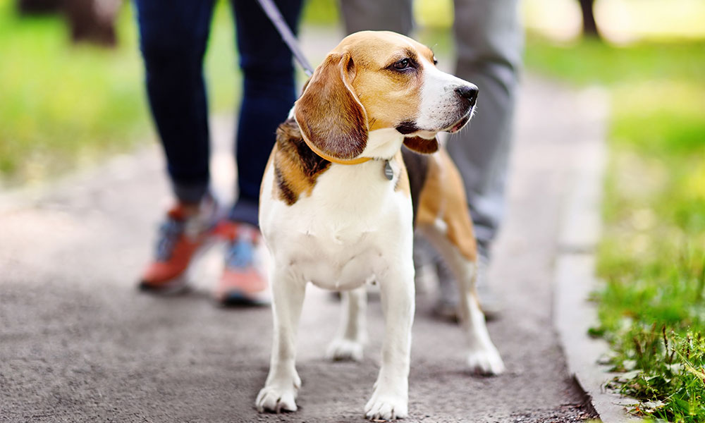 Tout savoir sur la promenade du chien