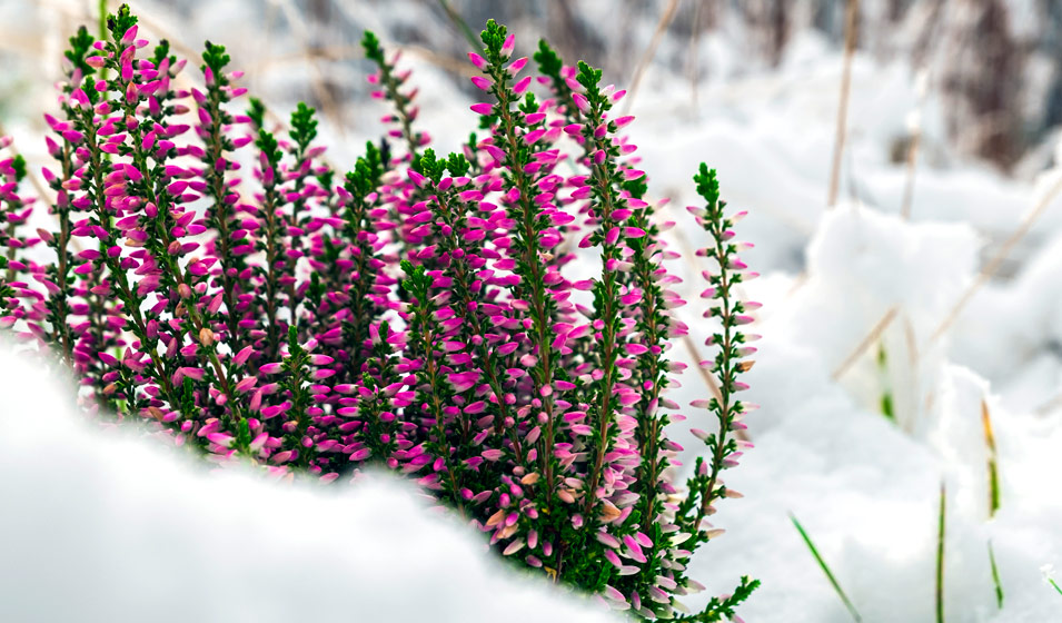 Les 8 plus belles fleurs de l'hiver - Jardiland