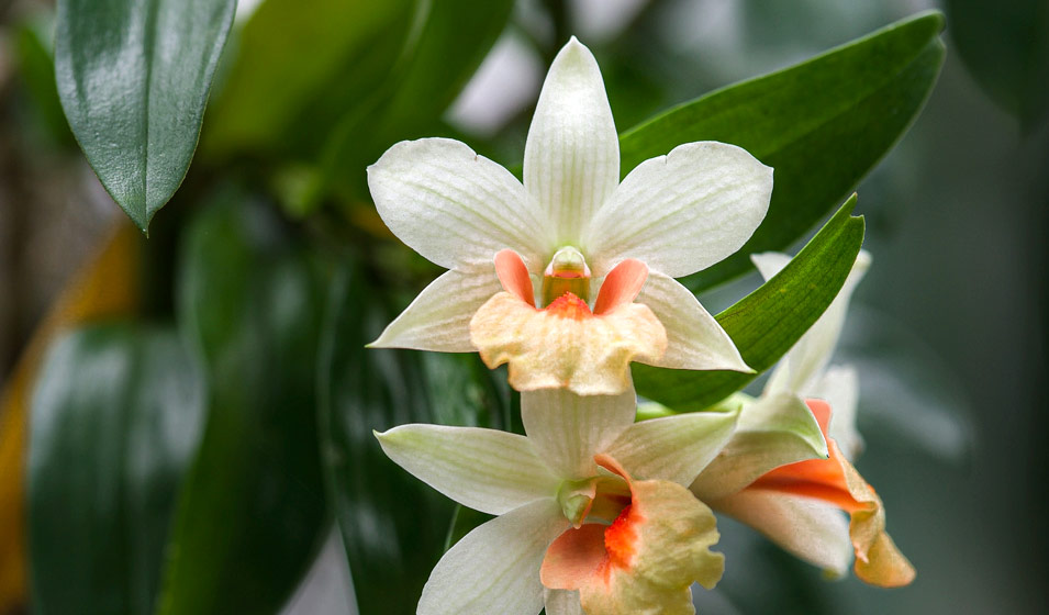 Terreau Orchidées Premium 5L - Favorise Croissance et Floraison