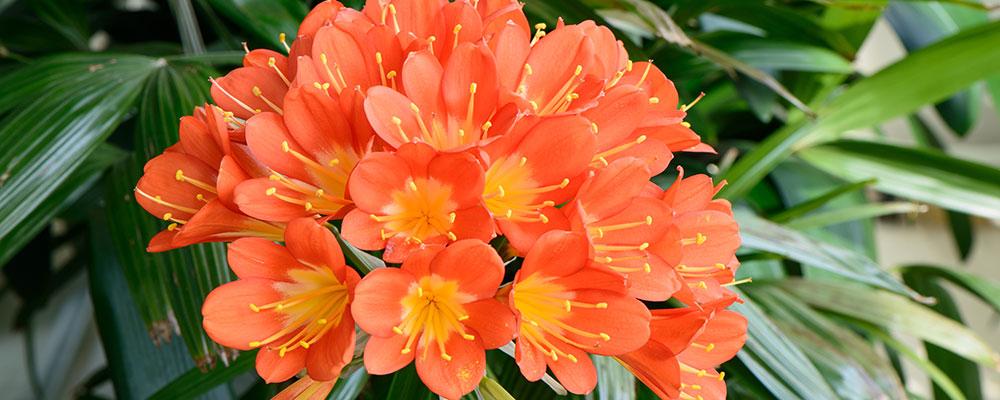 Clivia miniata