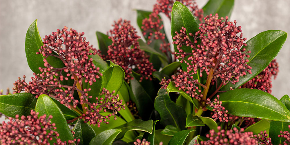 Installer des plantes à feuillage décoratif