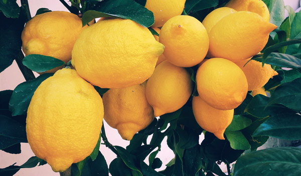 Les meilleurs conseils pour avoir un beau citronnier en pot - Le Parisien