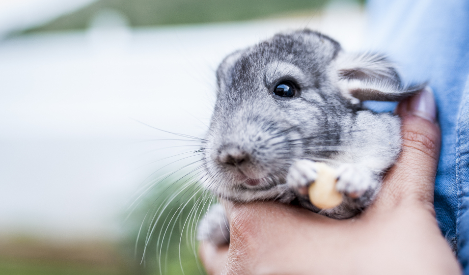chinchilla